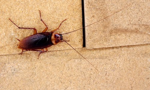 cockroach exterminating