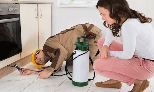 termite exterminator